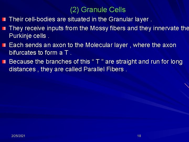 (2) Granule Cells Their cell-bodies are situated in the Granular layer. They receive inputs