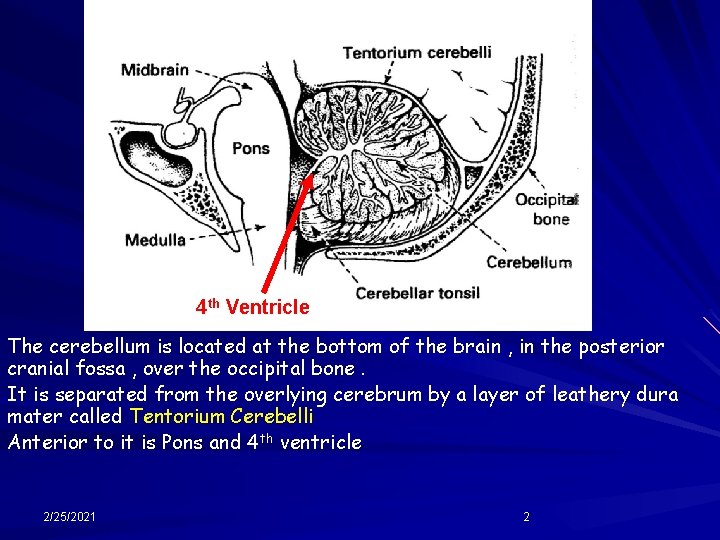 4 th Ventricle The cerebellum is located at the bottom of the brain ,