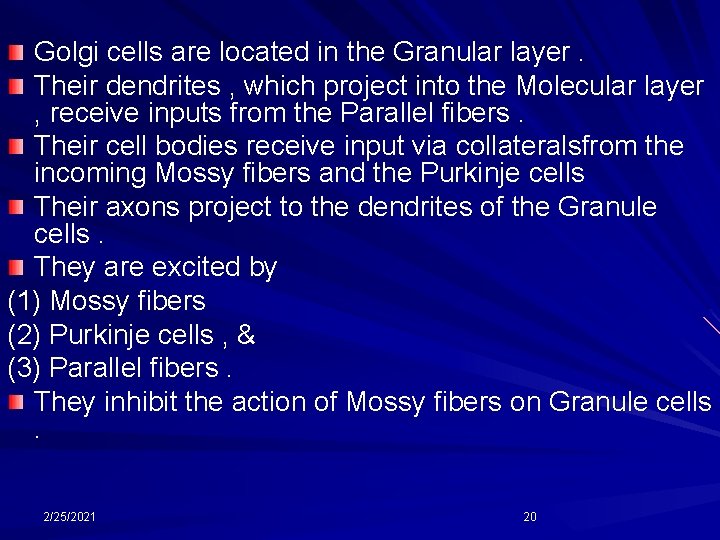 Golgi cells are located in the Granular layer. Their dendrites , which project into