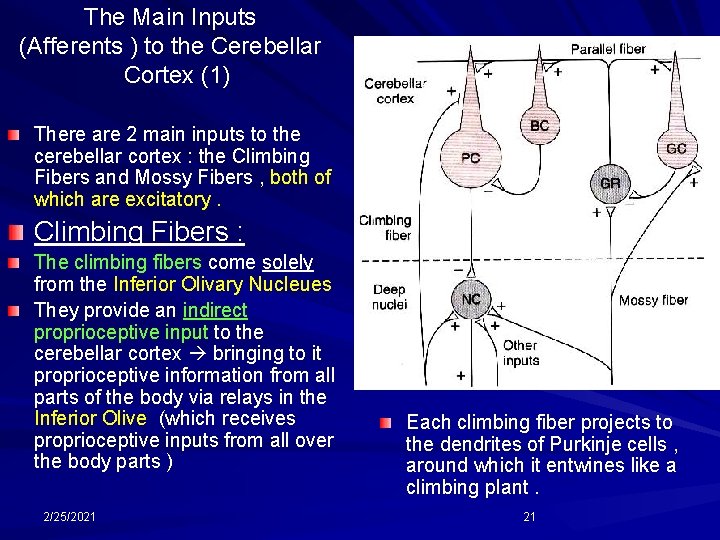 The Main Inputs (Afferents ) to the Cerebellar Cortex (1) There are 2 main