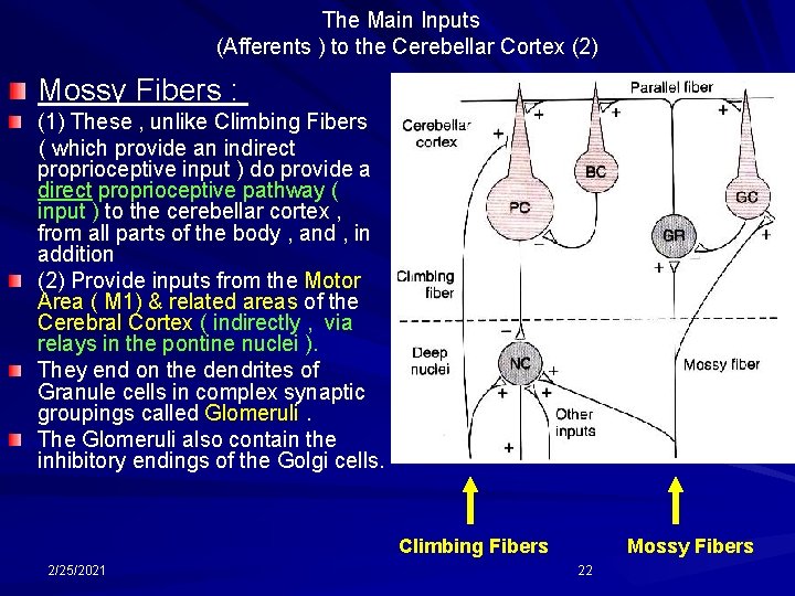 The Main Inputs (Afferents ) to the Cerebellar Cortex (2) Mossy Fibers : (1)
