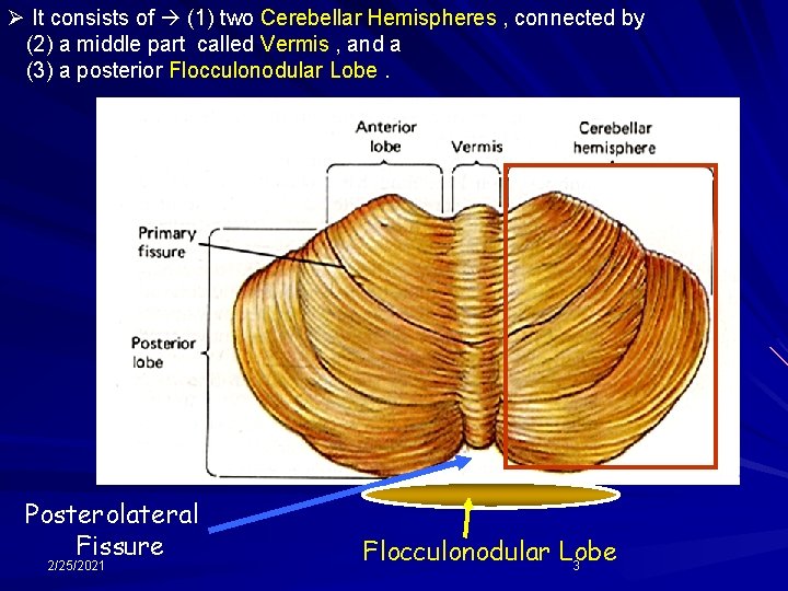 Ø It consists of (1) two Cerebellar Hemispheres , connected by (2) a middle