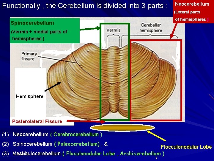 Functionally , the Cerebellum is divided into 3 parts : Neocerebellum (Lateral parts of