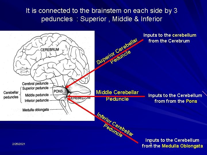 It is connected to the brainstem on each side by 3 peduncles : Superior