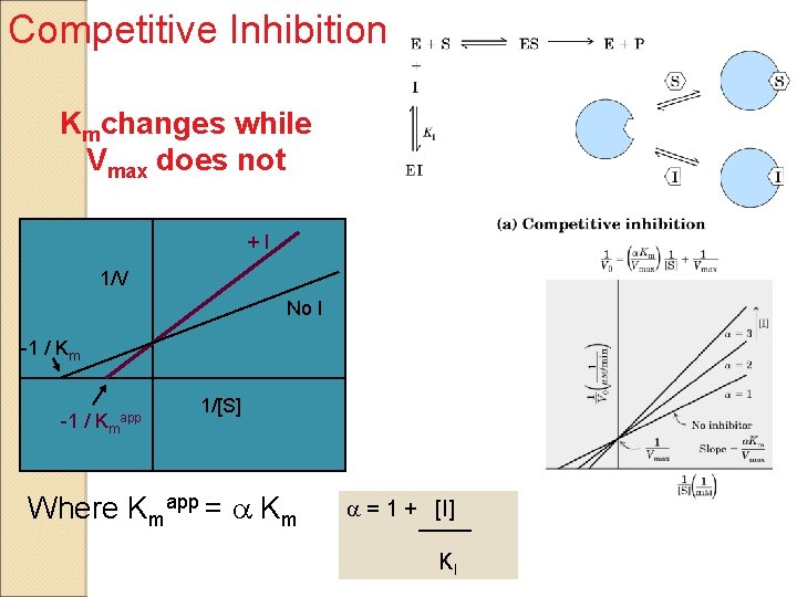 Competitive Inhibition Kmchanges while Vmax does not +I 1/V No I -1 / Kmapp