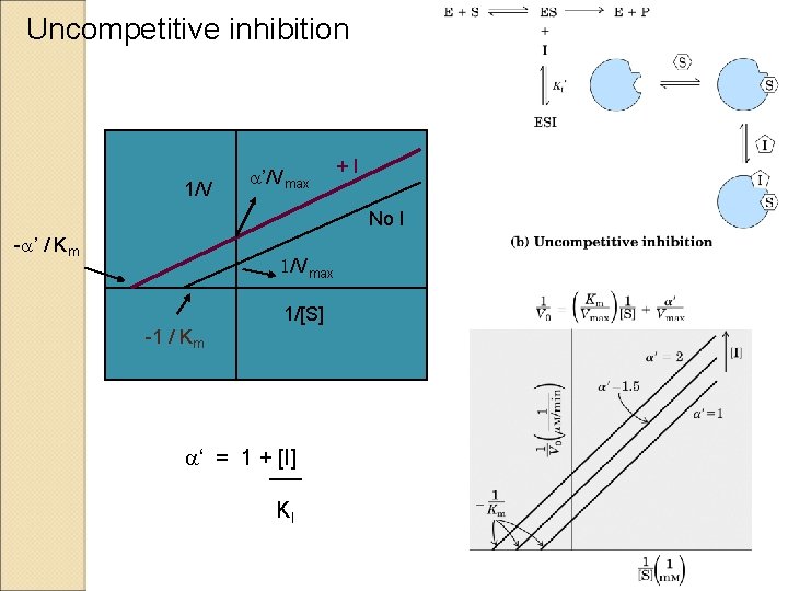 Uncompetitive inhibition 1/V a’/Vmax +I No I -a’ / Km 1/Vmax 1/[S] -1 /