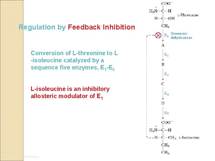 Regulation by Feedback Inhibition Conversion of L-threonine to L -isoleucine catalyzed by a sequence