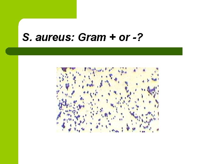 S. aureus: Gram + or -? 