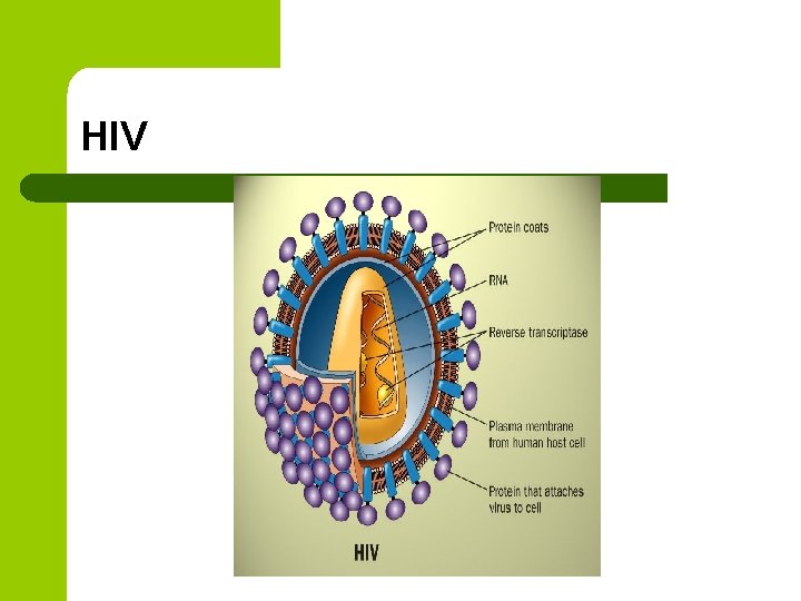 HIV 