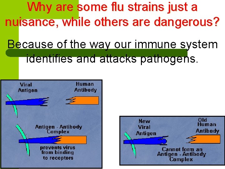 Why are some flu strains just a nuisance, while others are dangerous? Because of