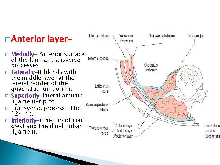 � Anterior � � � layer- Medially- Anterior surface of the lumbar transverse processes.