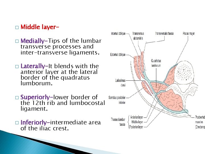 � � � Middle layer. Medially-Tips of the lumbar transverse processes and inter-transverse ligaments.