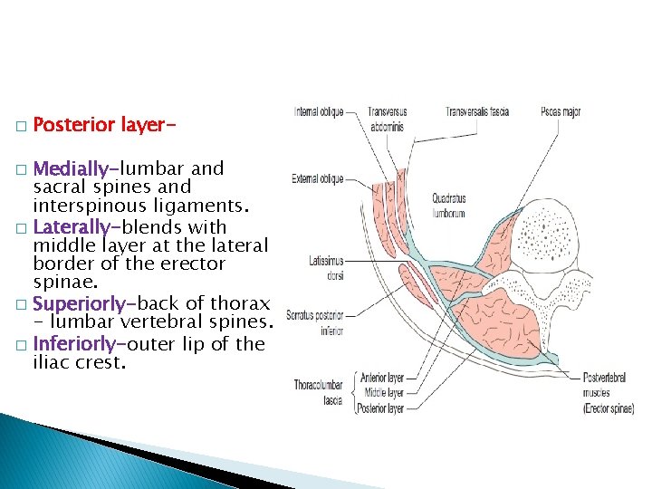 � Posterior layer- Medially-lumbar and sacral spines and interspinous ligaments. � Laterally-blends with middle