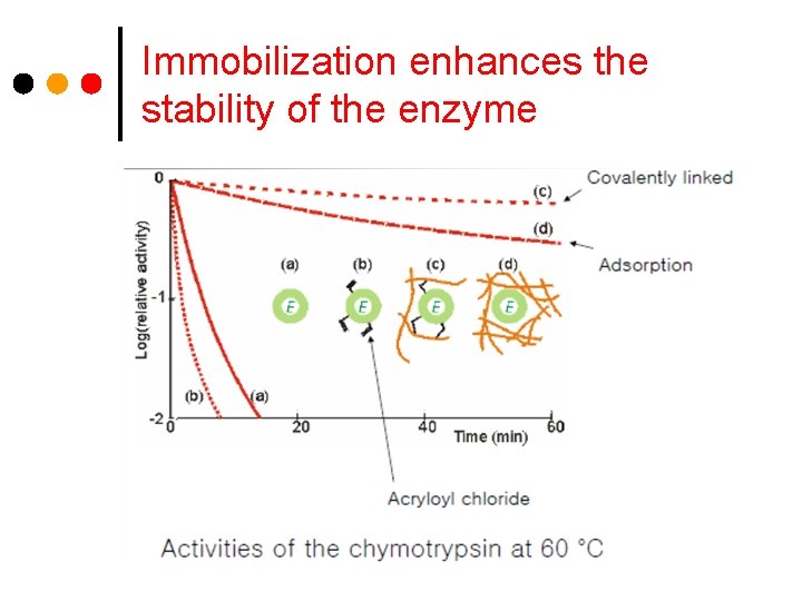 Immobilization enhances the stability of the enzyme 