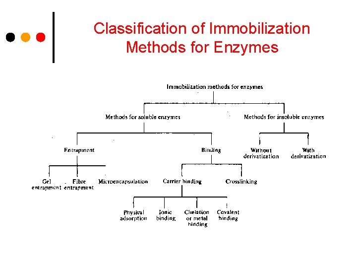 Classification of Immobilization Methods for Enzymes 