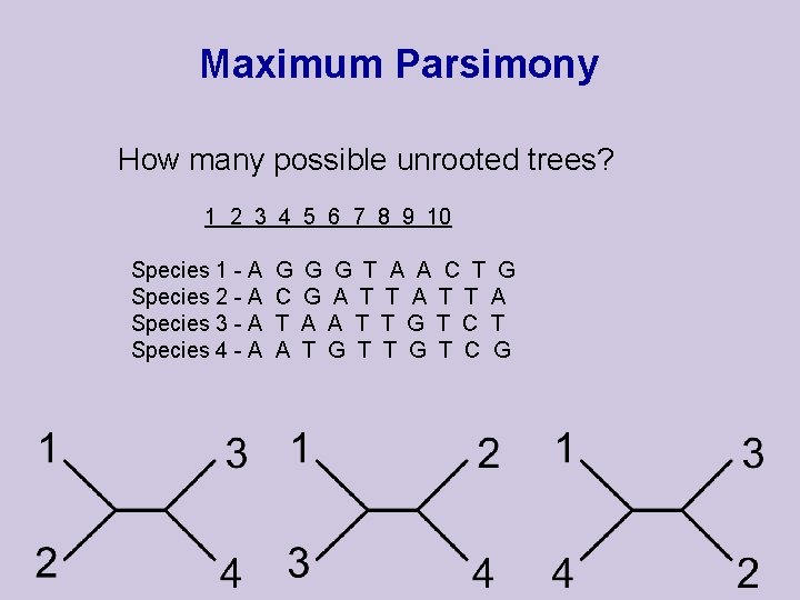 Maximum Parsimony How many possible unrooted trees? 1 2 3 4 5 6 7