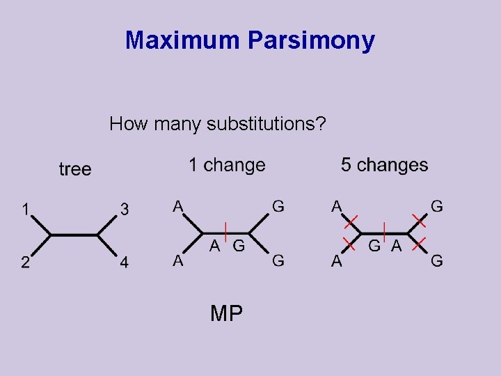 Maximum Parsimony How many substitutions? MP 