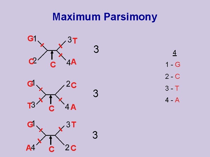 Maximum Parsimony G C T C A C C G 1 -G 3 A
