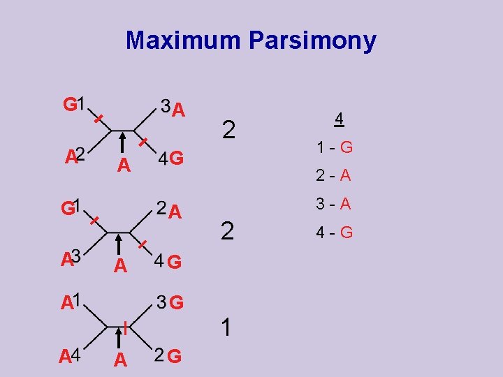 Maximum Parsimony G A A A G 1 -G 2 -A 3 -A 2