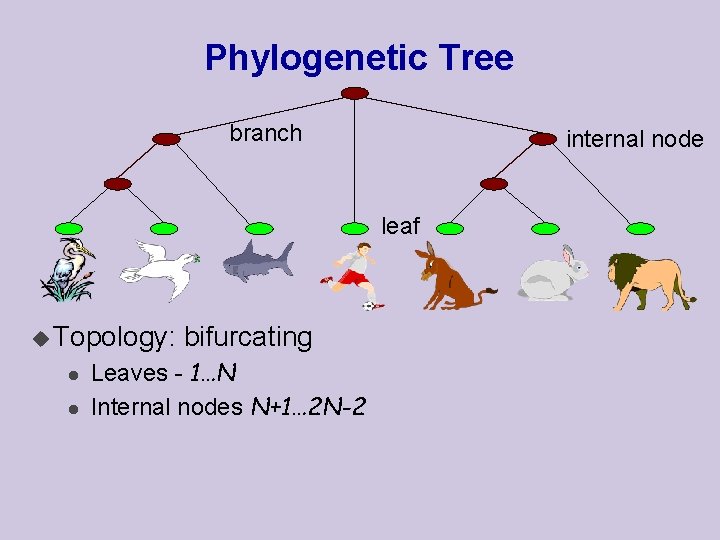 Phylogenetic Tree branch internal node leaf u Topology: l l bifurcating Leaves - 1…N