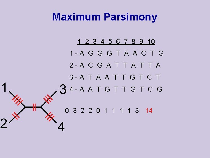 Maximum Parsimony 1 2 3 4 5 6 7 8 9 10 1 -A