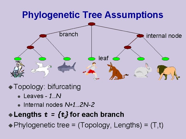 Phylogenetic Tree Assumptions branch internal node leaf u Topology: l l bifurcating Leaves -