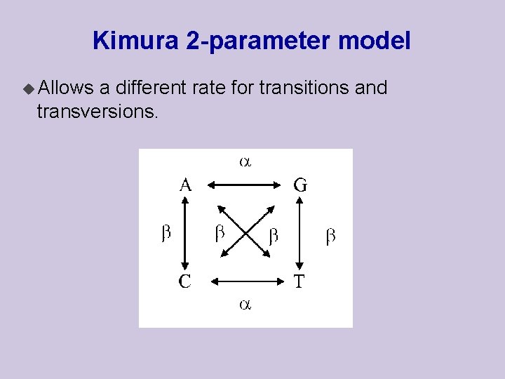 Kimura 2 -parameter model u Allows a different rate for transitions and transversions. 