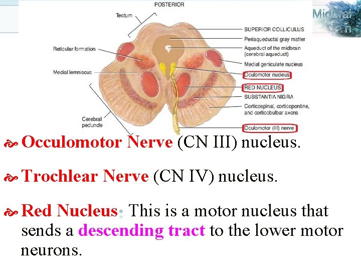  Occulomotor Trochlear Red Nerve (CN III) nucleus. Nerve (CN IV) nucleus. Nucleus This