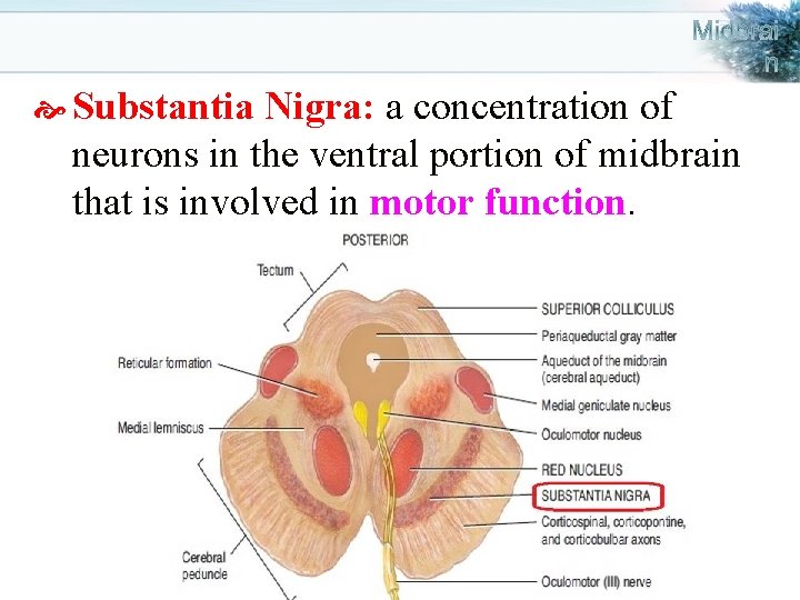  Substantia Nigra: a concentration of neurons in the ventral portion of midbrain that