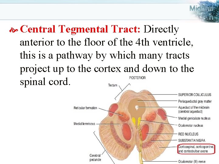  Central Tegmental Tract: Directly anterior to the floor of the 4 th ventricle,