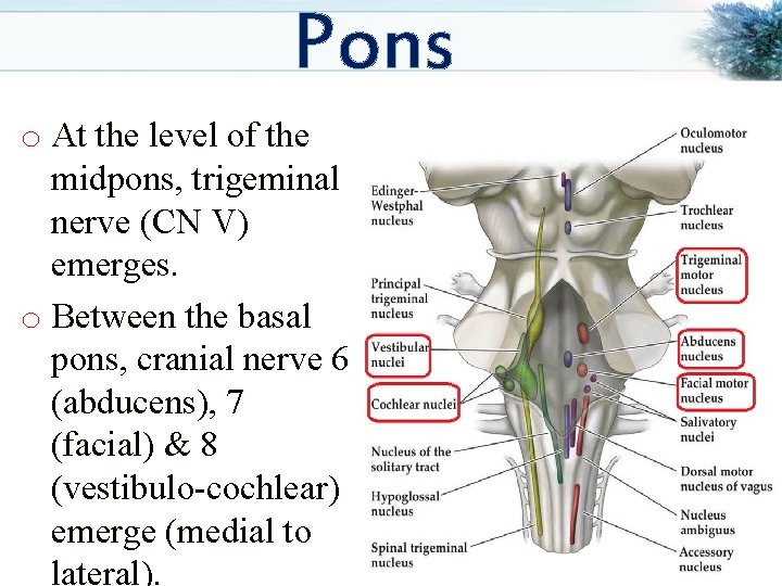 Pons o At the level of the midpons, trigeminal nerve (CN V) emerges. o