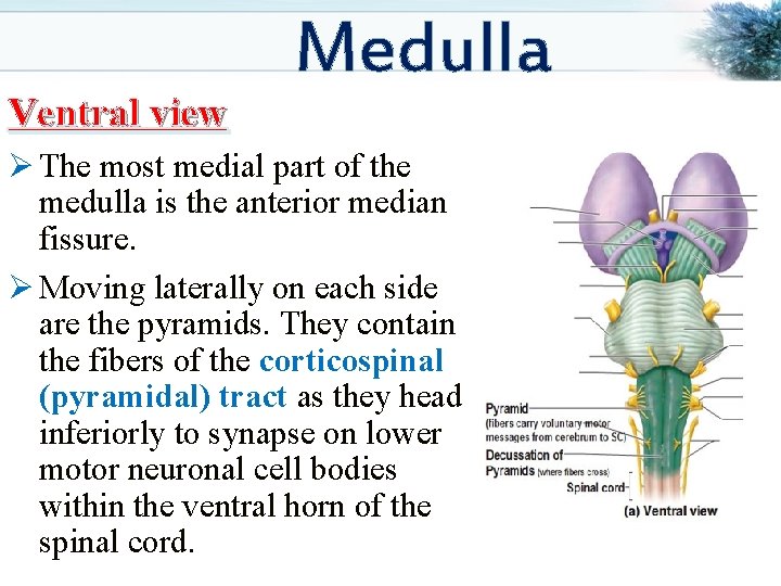 Ventral view Medulla Ø The most medial part of the medulla is the anterior