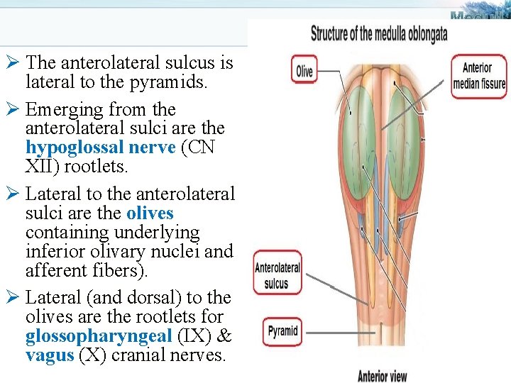 Ø The anterolateral sulcus is lateral to the pyramids. Ø Emerging from the anterolateral