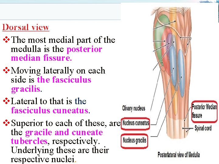 Dorsal view v. The most medial part of the medulla is the posterior median
