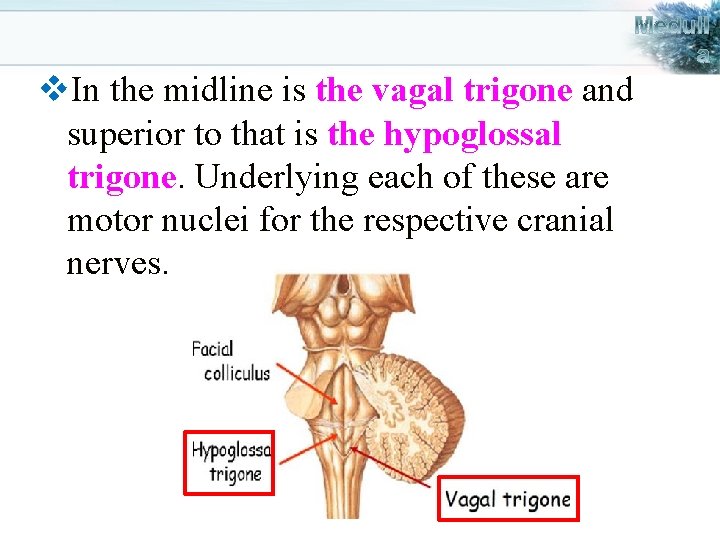v. In the midline is the vagal trigone and superior to that is the