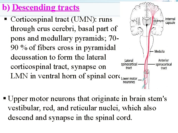 b) Descending tracts § Corticospinal tract (UMN): runs through crus cerebri, basal part of