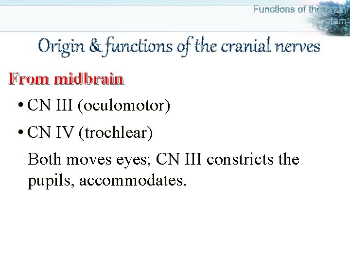 Origin & functions of the cranial nerves From midbrain • CN III (oculomotor) •