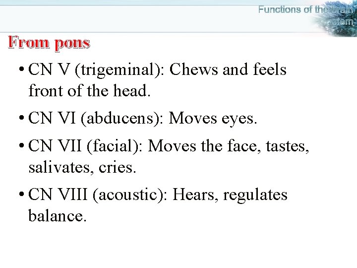 From pons • CN V (trigeminal): Chews and feels front of the head. •