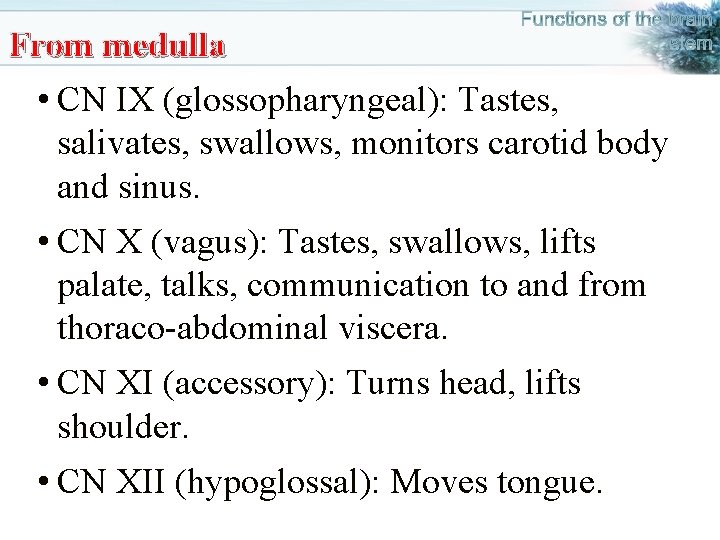 From medulla • CN IX (glossopharyngeal): Tastes, salivates, swallows, monitors carotid body and sinus.