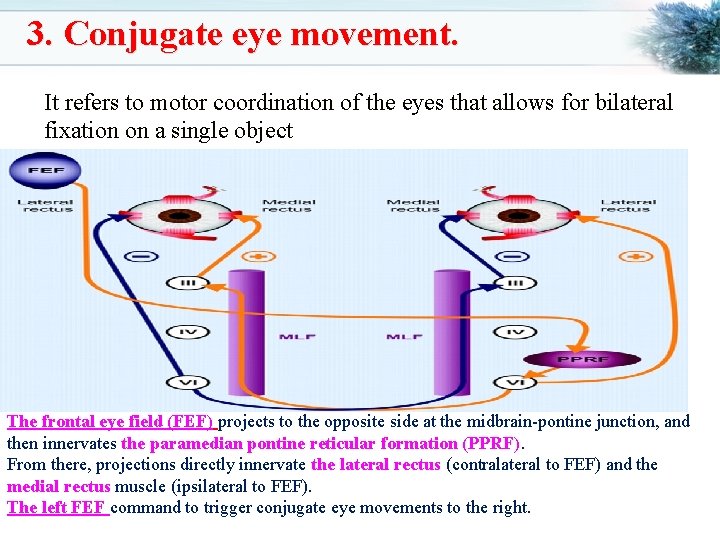 3. Conjugate eye movement. It refers to motor coordination of the eyes that allows