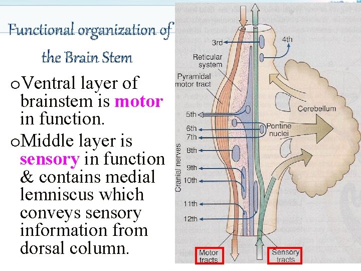 Functional organization of the Brain Stem o. Ventral layer of brainstem is motor in