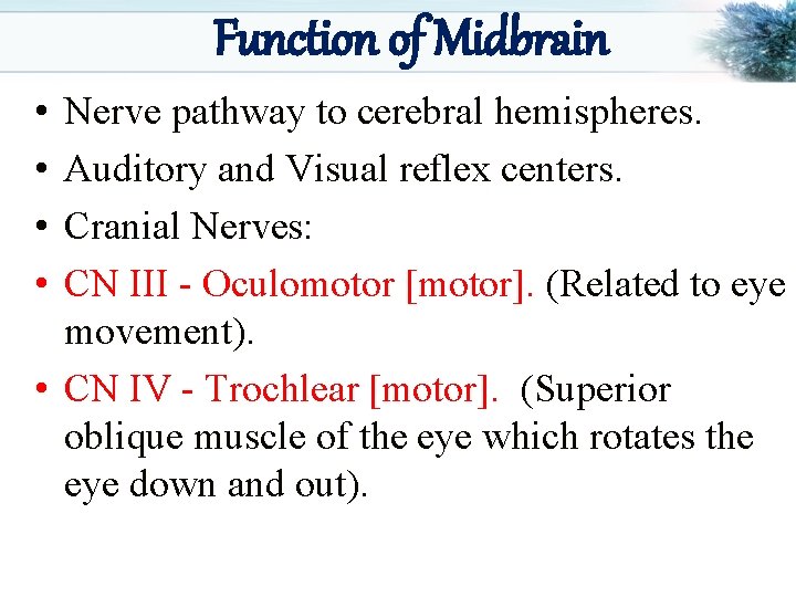 Function of Midbrain • • Nerve pathway to cerebral hemispheres. Auditory and Visual reflex