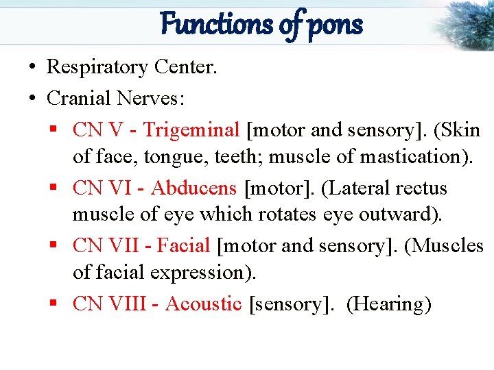 Functions of pons • Respiratory Center. • Cranial Nerves: § CN V - Trigeminal