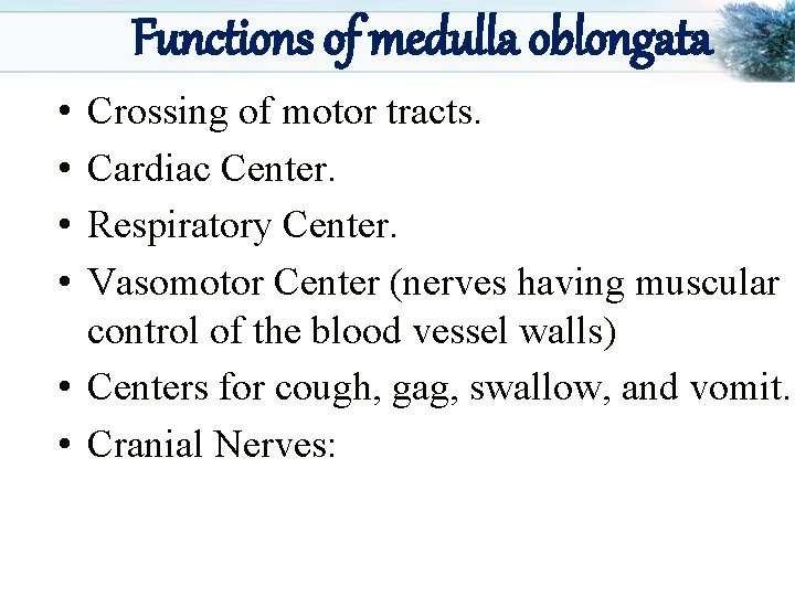 Functions of medulla oblongata • • Crossing of motor tracts. Cardiac Center. Respiratory Center.