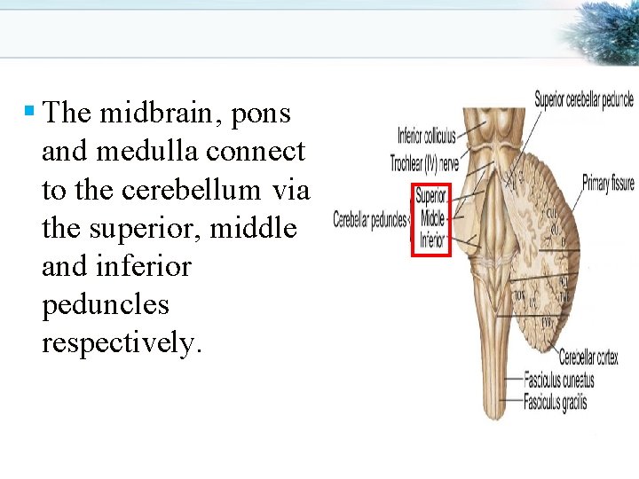 § The midbrain, pons and medulla connect to the cerebellum via the superior, middle