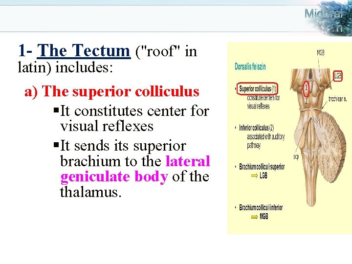 1 - The Tectum ("roof" in latin) includes: a) The superior colliculus § It