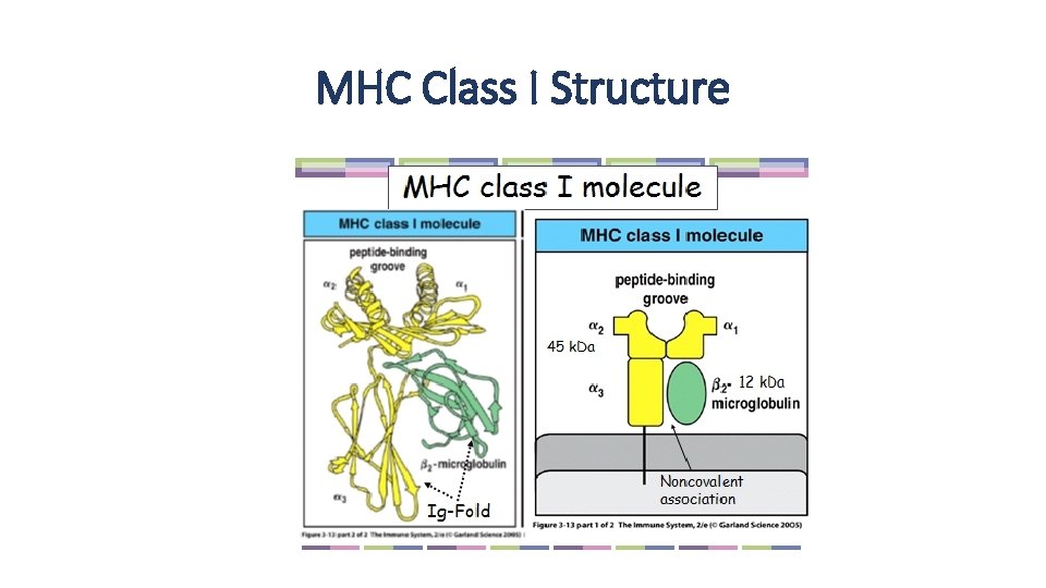 MHC Class I Structure 