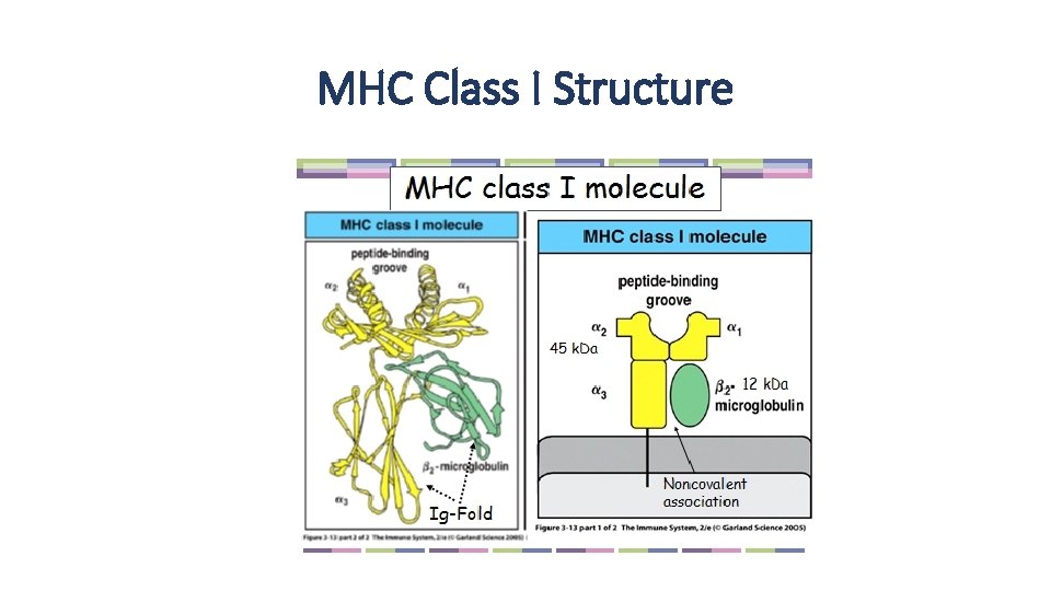 MHC Class I Structure MHC Class I Structure