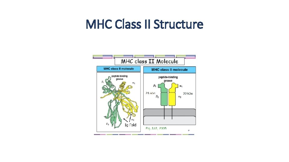 MHC Class II Structure 