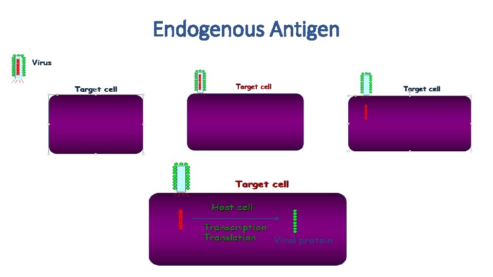 Endogenous Antigen Endogenous Antigen